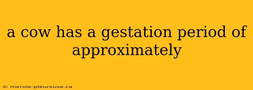 a cow has a gestation period of approximately