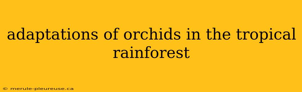 adaptations of orchids in the tropical rainforest