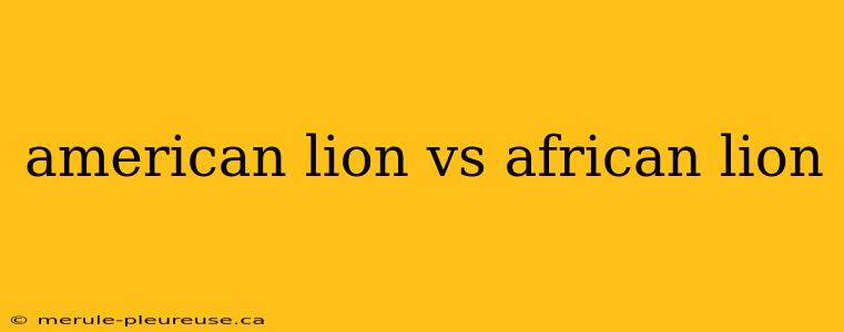 american lion vs african lion