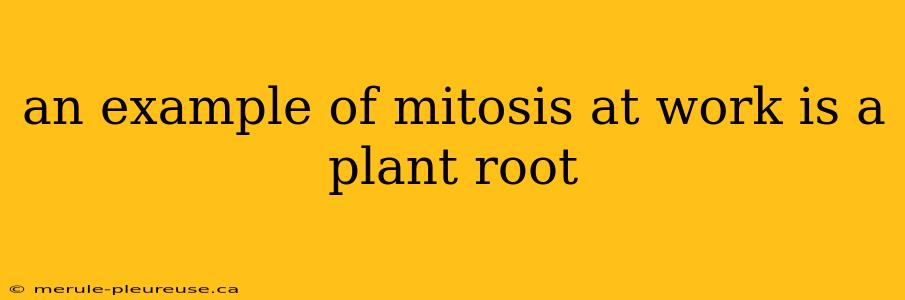 an example of mitosis at work is a plant root