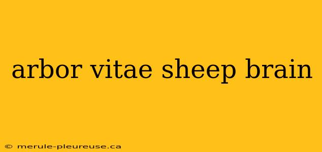 arbor vitae sheep brain