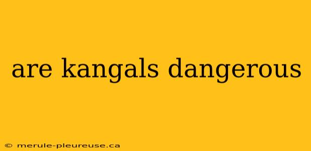 are kangals dangerous