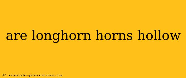 are longhorn horns hollow