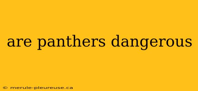 are panthers dangerous