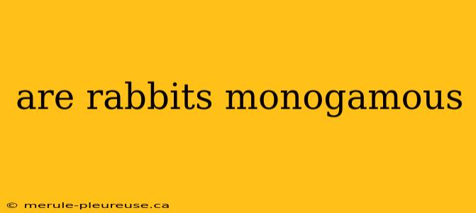 are rabbits monogamous