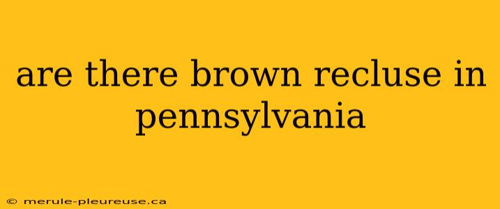 are there brown recluse in pennsylvania