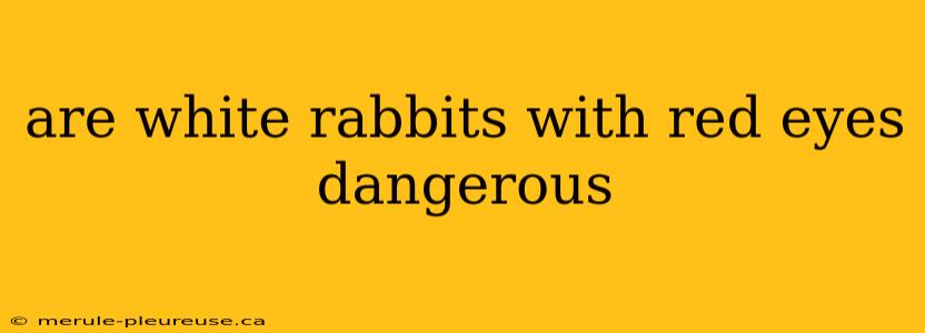 are white rabbits with red eyes dangerous