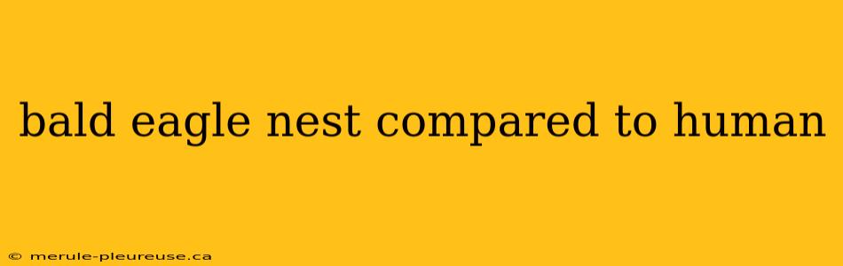 bald eagle nest compared to human