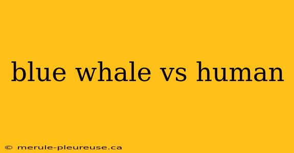 blue whale vs human