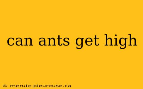 can ants get high