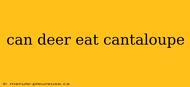 can deer eat cantaloupe