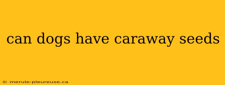 can dogs have caraway seeds