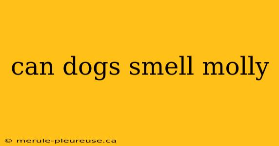 can dogs smell molly