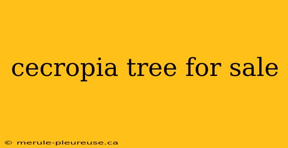 cecropia tree for sale