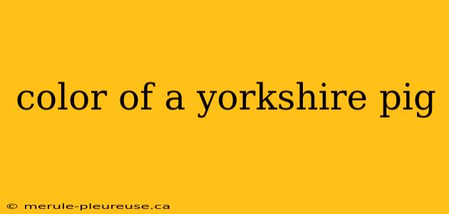 color of a yorkshire pig