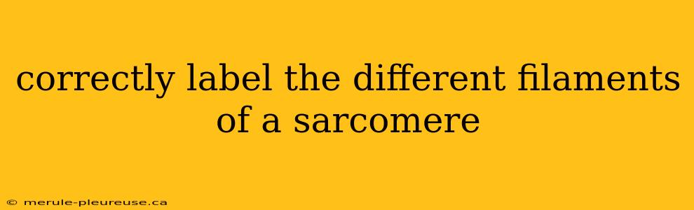 correctly label the different filaments of a sarcomere