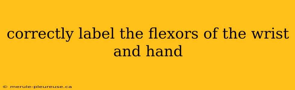 correctly label the flexors of the wrist and hand