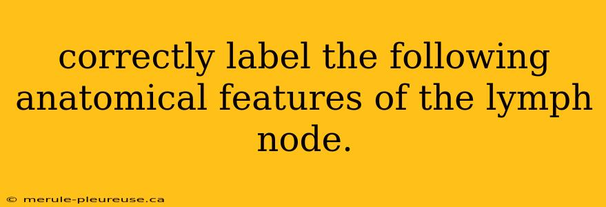 correctly label the following anatomical features of the lymph node.