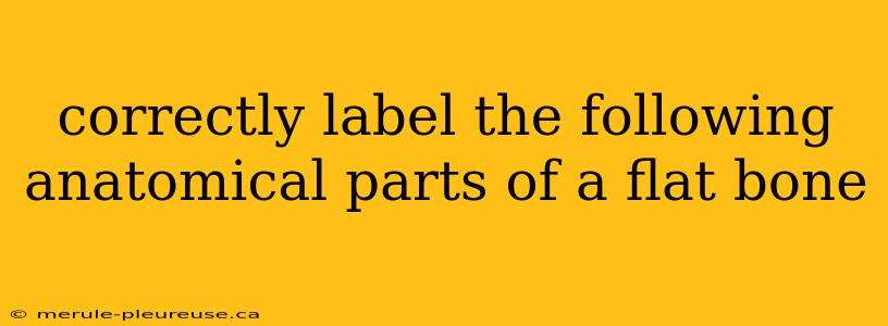 correctly label the following anatomical parts of a flat bone