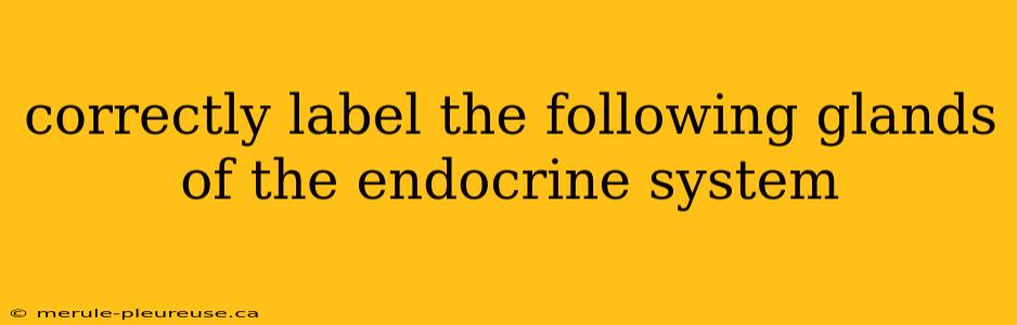 correctly label the following glands of the endocrine system