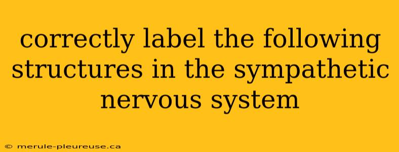 correctly label the following structures in the sympathetic nervous system