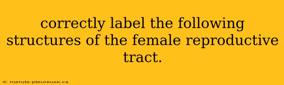 correctly label the following structures of the female reproductive tract.