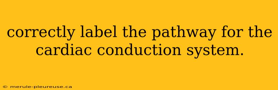 correctly label the pathway for the cardiac conduction system.