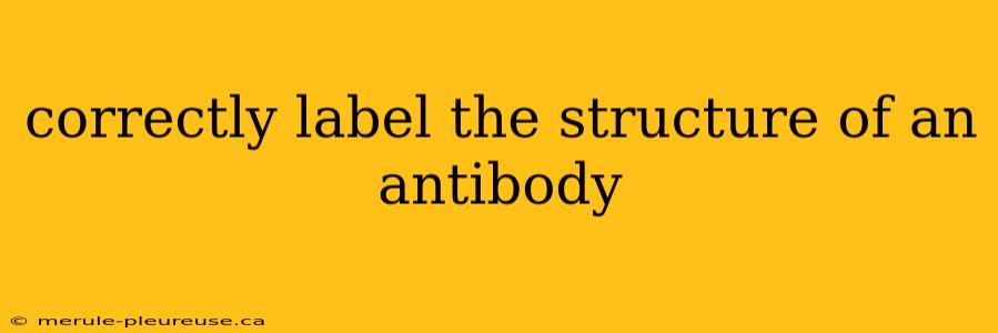 correctly label the structure of an antibody