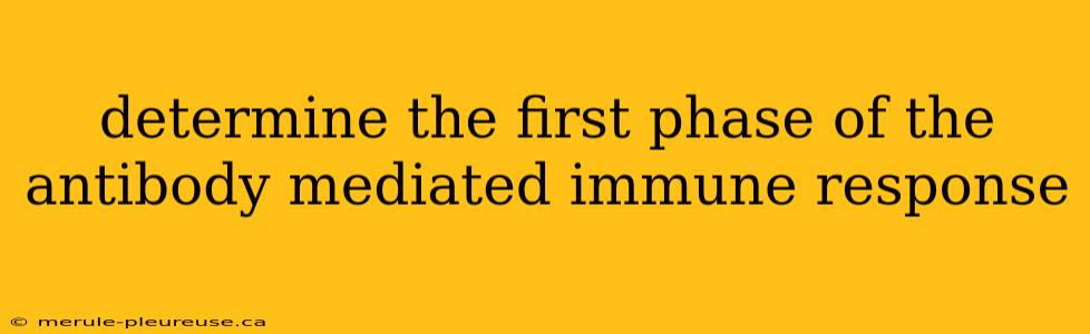 determine the first phase of the antibody mediated immune response