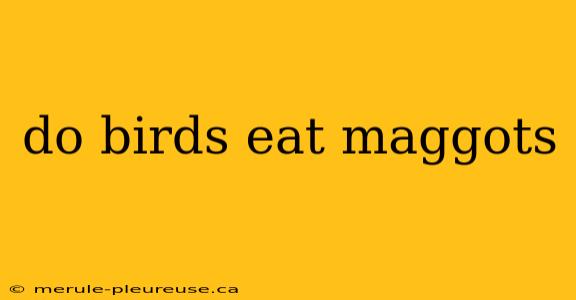 do birds eat maggots