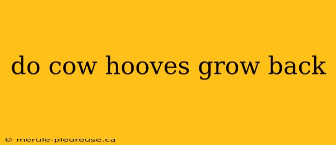 do cow hooves grow back