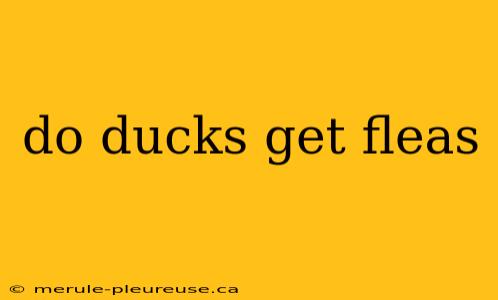 do ducks get fleas