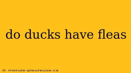 do ducks have fleas