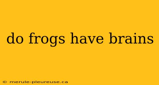 do frogs have brains