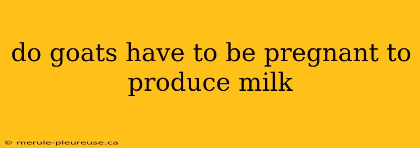 do goats have to be pregnant to produce milk