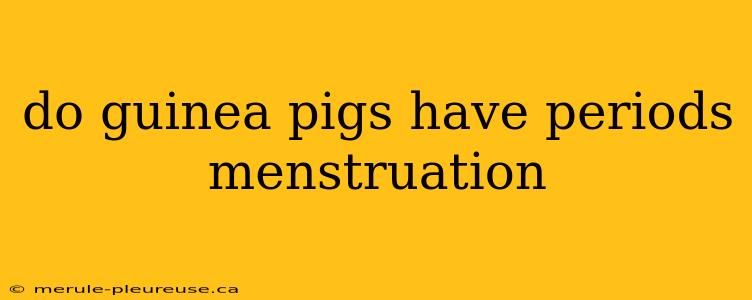 do guinea pigs have periods menstruation