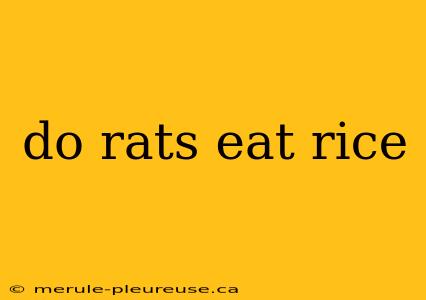 do rats eat rice