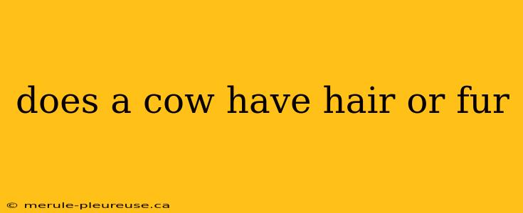 does a cow have hair or fur