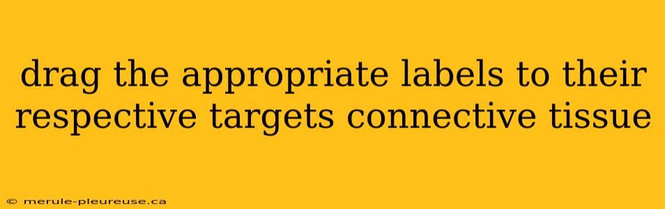 drag the appropriate labels to their respective targets connective tissue