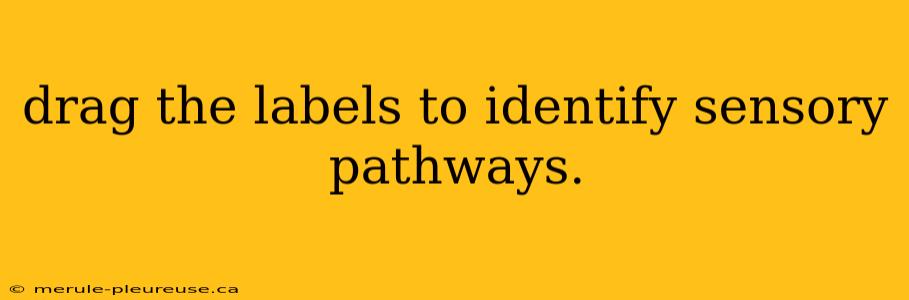 drag the labels to identify sensory pathways.