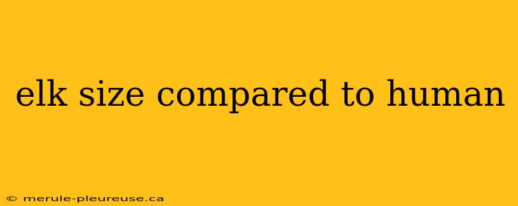 elk size compared to human