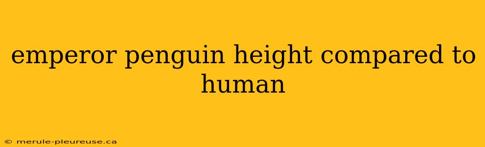 emperor penguin height compared to human