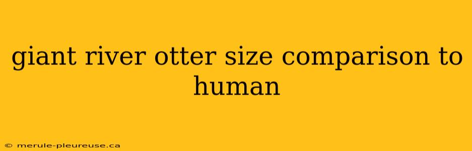 giant river otter size comparison to human