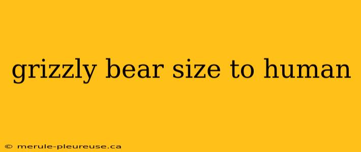 grizzly bear size to human