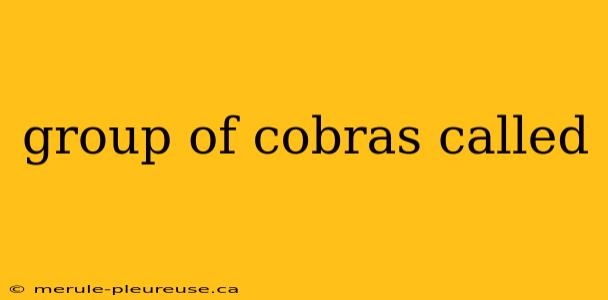 group of cobras called