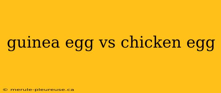 guinea egg vs chicken egg