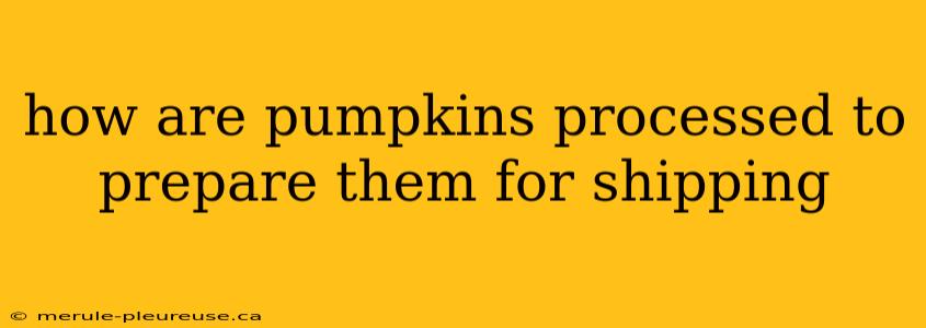 how are pumpkins processed to prepare them for shipping