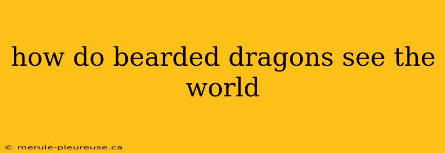 how do bearded dragons see the world