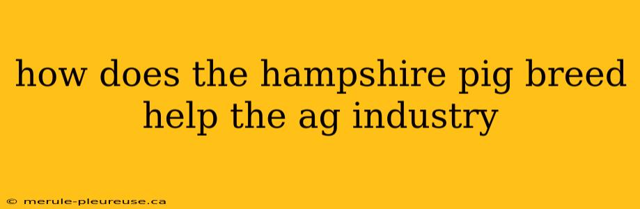 how does the hampshire pig breed help the ag industry