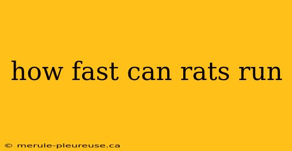 how fast can rats run